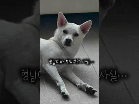 시골 목줄견에서 서울 4평 원룸…견생역전 꿈꾸는 '똘이'│#dog #animal