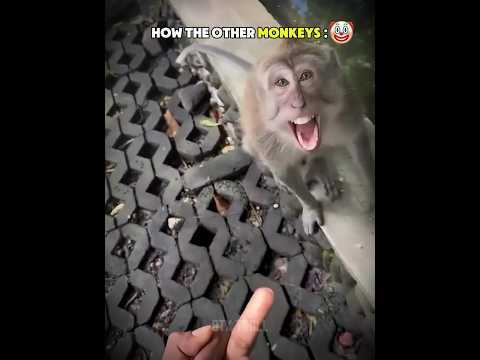 Other Monkeys vs This Monkey #edit #monkey #usa #newyork #shorts