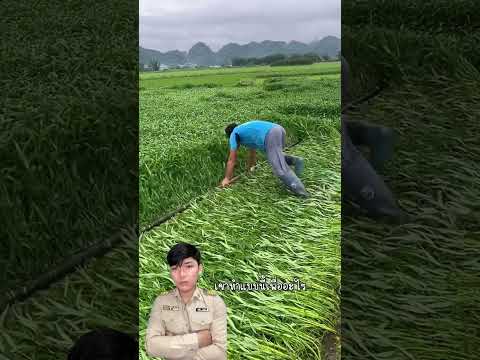 โน้มผักบุ้งลงดิน #fyp #reelsviral #comedy #viral