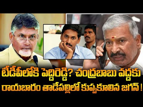 టీడీపీలోకి పెద్దిరెడ్డి? చంద్రబాబు వద్దకు రాయబారం!|Telugu News