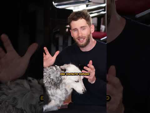 Lógico o ilógico? 🐶