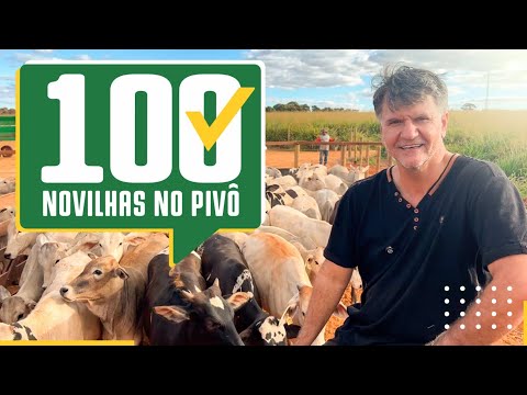 Chegou o GADO no PIVÔ – Agora o bicho pega!