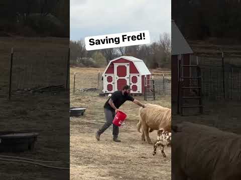 Saving Bull’s Life!