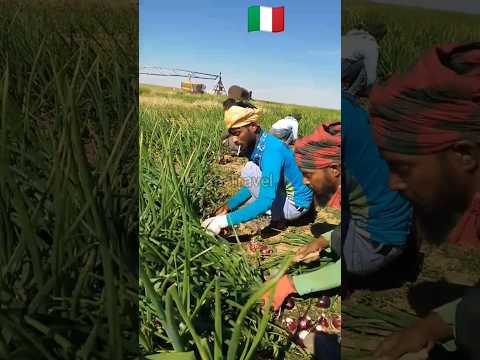 ইতালির পেঁয়াজ খেতে চাকরি করে কিছু বাংলা ভাই। 🇮🇹🇮🇹🇮🇹#italy #news #rome #madaripur #dhaka #riyadh
