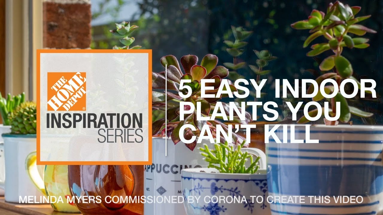 5 Easy Indoor Plants You Can't Kill