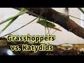 Katydids and Grasshoppers Characteristics