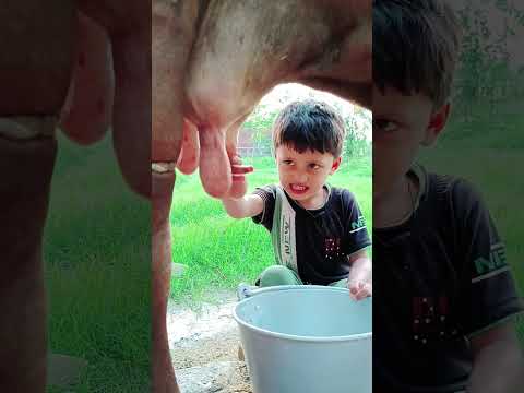 choti choti gaiya