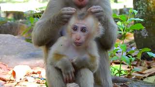 Look adorable baby monkey living with mommy.