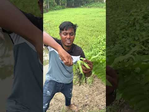 রাতের বেলায় জ্বর হয়#tree #farmers