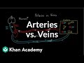 Understanding Arteries and Veins