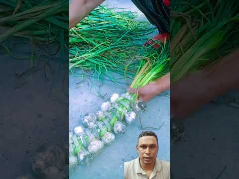 রসুন সংরক্ষণের কৌশল,#shortsfeed #garlic #storage #tips #ideas #amazing #technique #longterm #facts