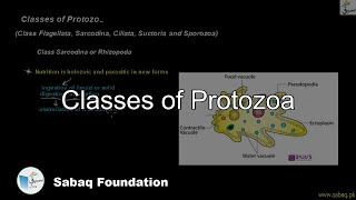 Classes of Protozoa