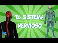 Sistema Nervioso y Sus Funciones