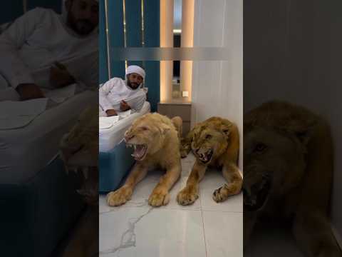 Arab country bans lions #shortvideo