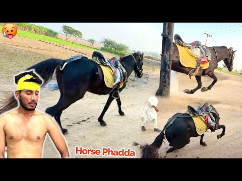 HORSE KA PHADDA HOGYA ๐ฅบ TIRAZ BHAG GYA ๐