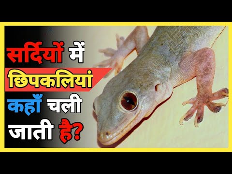 सर्दियों में छिपकलियां कहां चली जाती हैं? Where do lizards go in winter? 2022 New Facts - Factolu