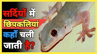 सर्दियों में छिपकलियां कहां चली जाती हैं? Where do lizards go in winter? 2022 New Facts - Factolu