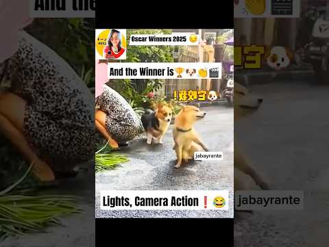 And the Winner is🏆🐶👏#fyp #funny #pets #dog #cute #love #action #foryou #jabayrante