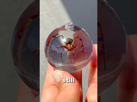 Part 2 | Andrew Garfield Doorknob #andrewgarfield #spider #resin #art #resinart #entomology