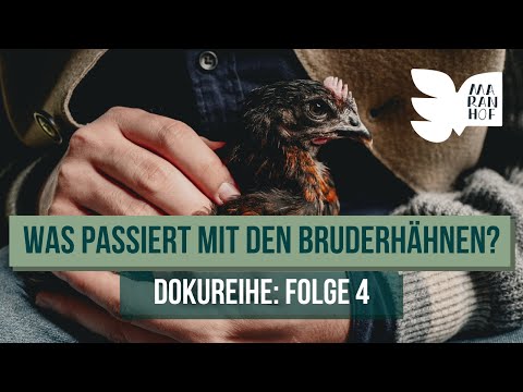 Das geschieht mit den männlichen Küken • Maranhof-Doku (Teil 4/5)