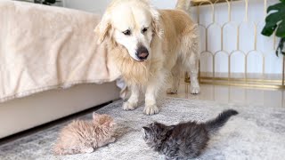 Golden Retriever Confused by Kittens