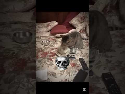 Cats imitating humans β οΈ