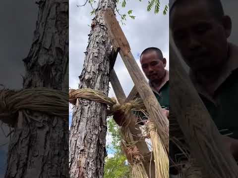 PAJAS DE ARROZ EN EL ÁRBOL: TRADICIÓN ÚTIL