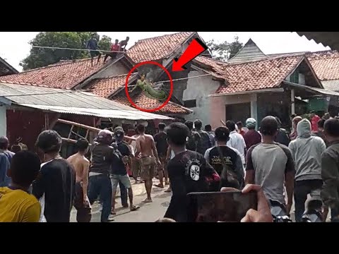 Sekampung Heboh! Detik² Warga Tangkap Ular Jadi - Jadian di Depan Rumah!