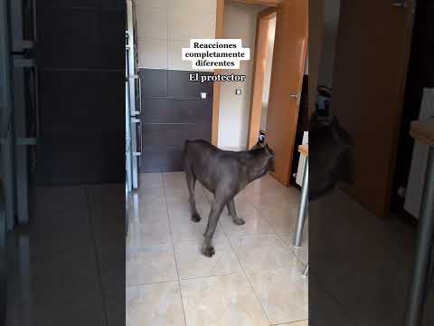 Jugando al ESCONDITE,MIRAR SUS REACCIONES #dogs#dogshorts#dogsoftiktok#doglover#lovedogs#shortsvideo