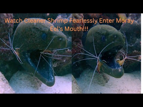 Watch Cleaner Shrimp Fearlessly Enter Moray Eel's Mouth! (Amazing Nature)