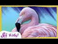 Bird Coloration and Diet Concepts