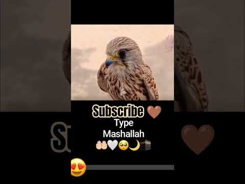 Allah Masaallah 😭😍😍😭🤲🤲 of #birds #shayari #hamesha  #funny #love #ka #dil #me #hmare