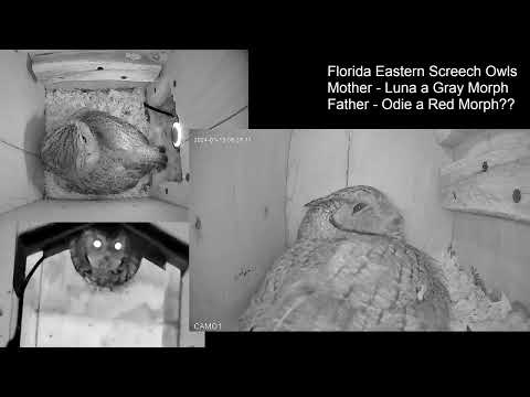 Screech Owl Drops Off Snake to the Nest Box