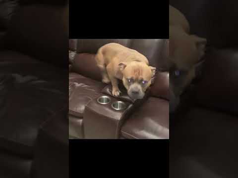 愛犬ロイと１ヶ月半ぶりの再会の瞬間が可愛すぎる、、、。