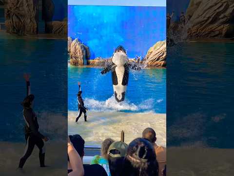 Killer Whale pulls off a stunning performance ๐ณ #shorts #funny #viral #trending #travel #seaworld