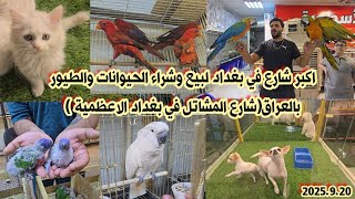 شارع المشاتل في بغداد منطقة الاعظمية انواع الحيوانات والطيور مع الأسعار 20 سبتمبر 2025