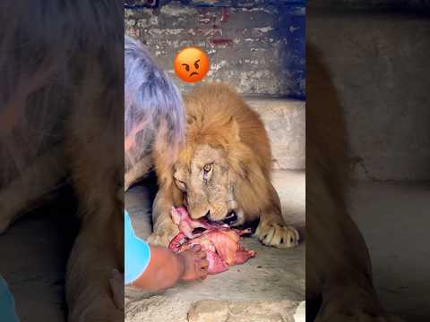 Lion 🦁 Brand #animals #wildlife #bigcat #shortvideo #zoo #wildliferescue😡 #sohailbiganimals 😱