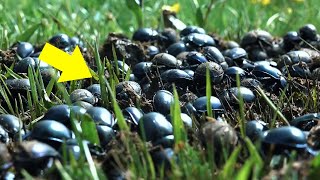 Everyone Laughed When Scientists Released Beetles Into Swamp.. 2 Yrs Later They’re Not Laughing Now