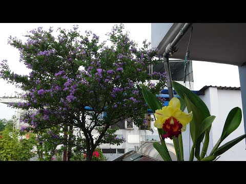 MỜI BẠN THAM QUAN KHU VƯỜN NHỎ THU BONSAI .
