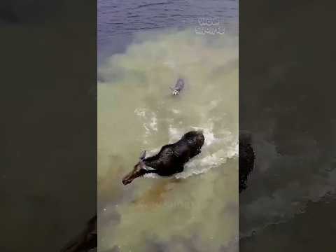Moose Outsmarts Hungry Wolf in Epic Lake Showdown