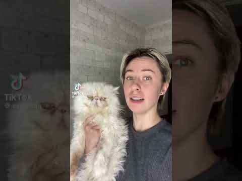 команда идеальная #врек #мем #рекомендации  #cat