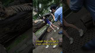 Mystery as 72 tigers suddenly die at Thai tourist park where visitors can touch the animals #tigers
