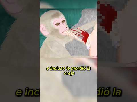 Esta madre mono fue atropellada pero su hijo con mucha rabia hizo esto ????