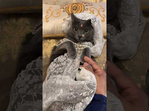 pyaari becoming a decent indian cat in a new white sari 🤍 #cat #cats #fyp #fypage #fypシ #catshorts