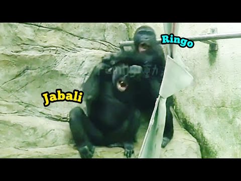 Ringo and Jabali Take Their Fight from Outdoors to Indoors! 😆林戈和呷百二從室外打到室內！