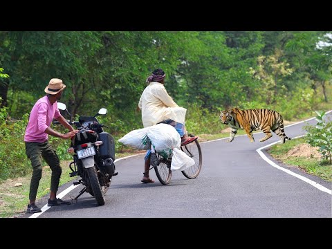 जंगल के रास्ते मे बाघ का हमला | ROYAL BENGAL TIGER ATTACK STORIES..