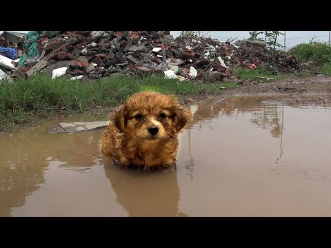 I Found Cutest Tiny Puppy After The Heavy Rain and I Couldn't Pass by