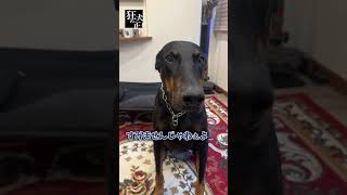 反抗期のドーベルマン #ドーベルマン #大型犬との暮らし #狂犬の正体