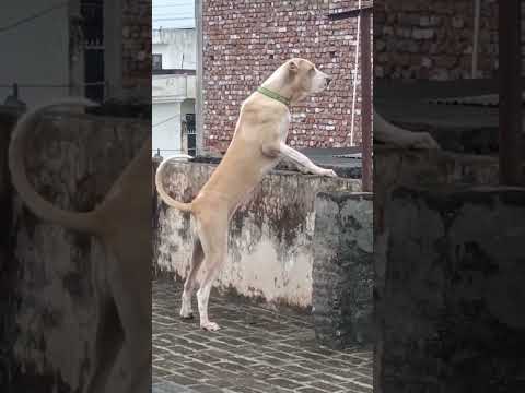 no1 Dev aslan💯🧿👹 #kangaldog #köpek #kangal #öneçıkar #dogfights #animals #wolfdog #koyun #tv #tvshow