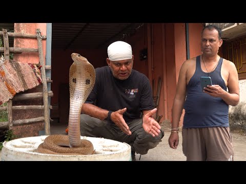 कोबरा का बच्चे के बारे में कुछ खुफिया बात I Some secret things about baby cobra